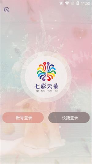 七彩云菊