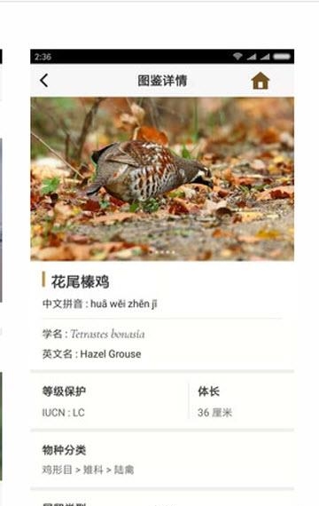 识鸟家