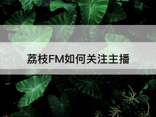 荔枝FM如何关注主播