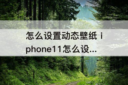 怎么设置动态壁纸 iphone11怎么设置动态壁纸自定义