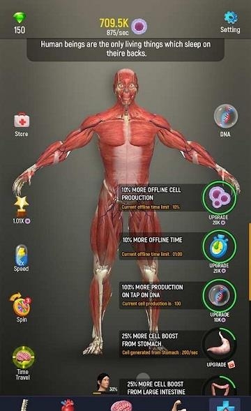 人体模型  v1.0图4