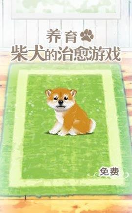 养育柴犬的治愈