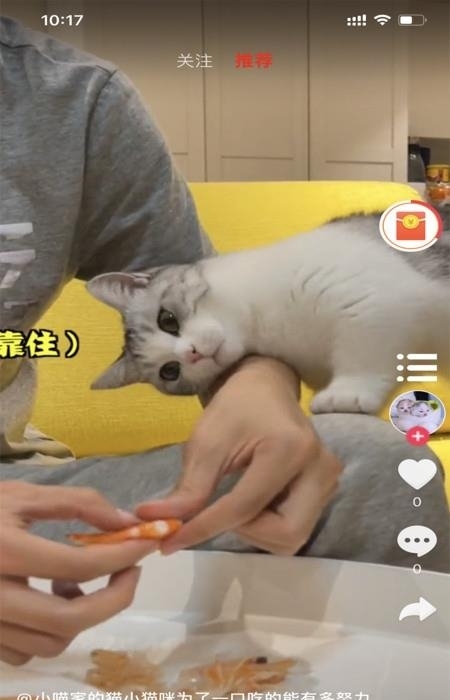 小萌猫  v1.0.8图1